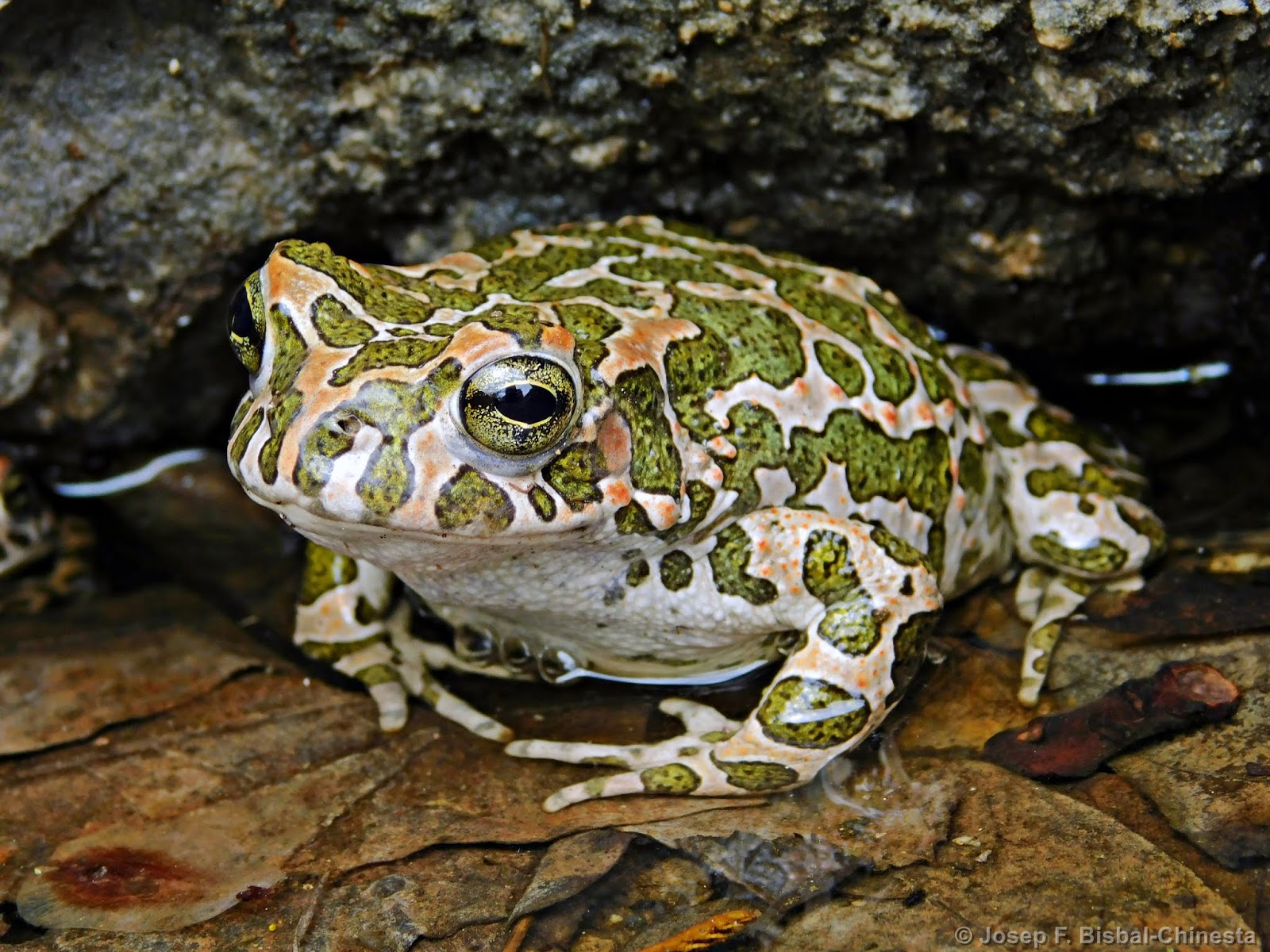 Зеленая жаба - Pseudepidalea viridis